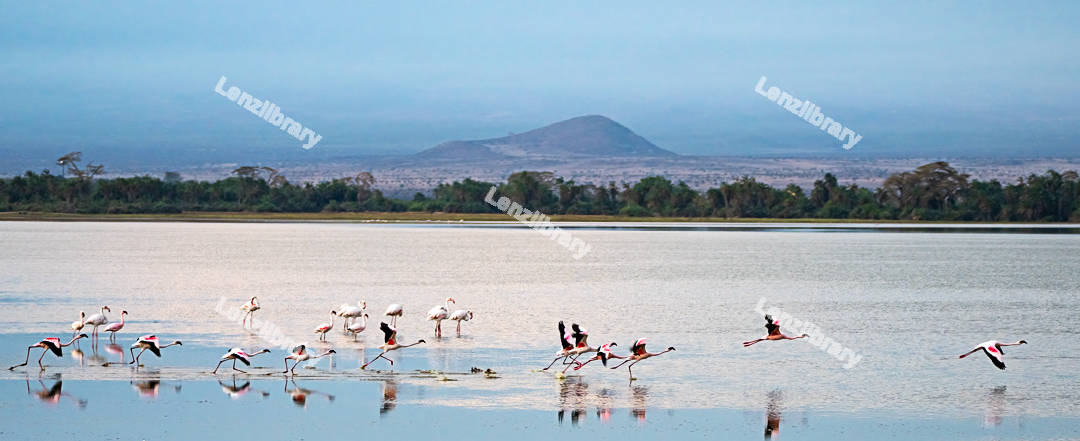 Flamingos